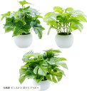 観葉植物 光触媒 ミニ 鉢植え 3個 セット 消臭 & 抗菌 フェイクグリーン 造花 人工観葉植物 おしゃれ インテリア 雑貨 卓上 緑 小さい ギフト (光触媒 モンステラ ポトス アイビー)