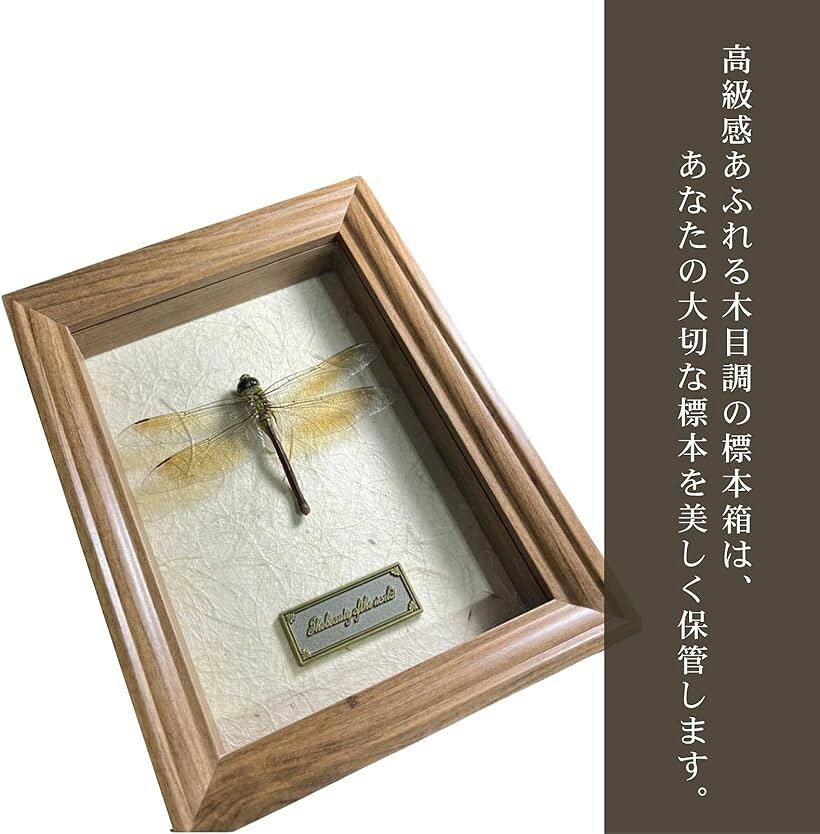 標本箱 シーラケース 昆虫 小型 木製 MDF (ナチュラル, 外寸18x18x5.8cm (内寸14x14x3.7cm))