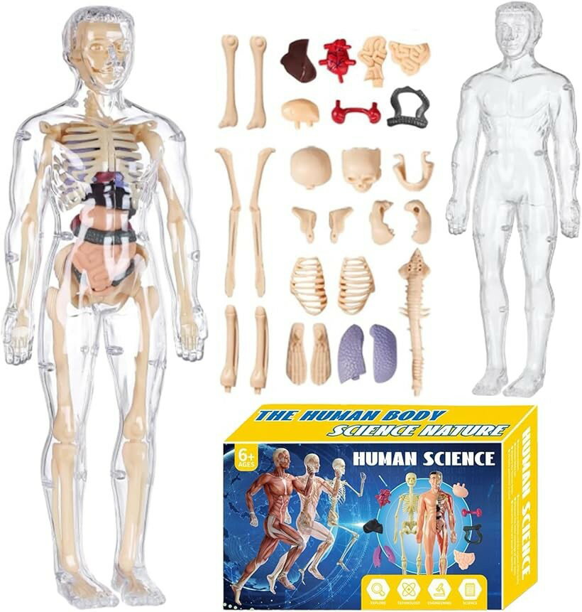 MONOSTORE 人体模型 パズル 3D 解剖モデル 教育用 おもちゃ 骨格模型 内臓取り外し可能 科学学習キット 医療教育