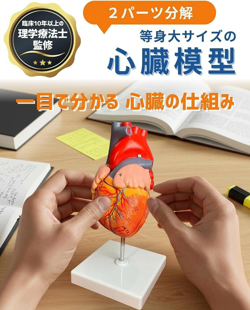 ホリックの心臓模型 等身大 全2パーツ 心臓2分解 人体模型 医療 看護 医学生 患者説明用 (1.「等身大」標準 (2分解))｜アングル2