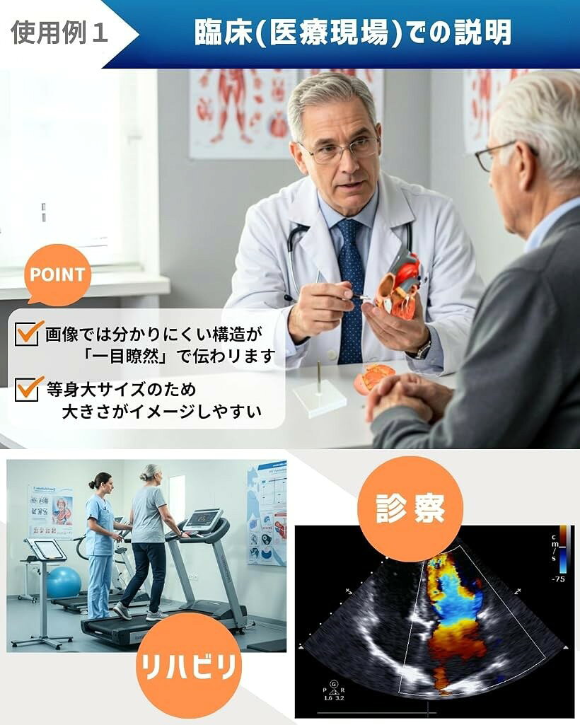 ホリックの心臓模型 等身大 全2パーツ 心臓2分解 人体模型 医療 看護 医学生 患者説明用 (1.「等身大」標準 (2分解))｜アングル3