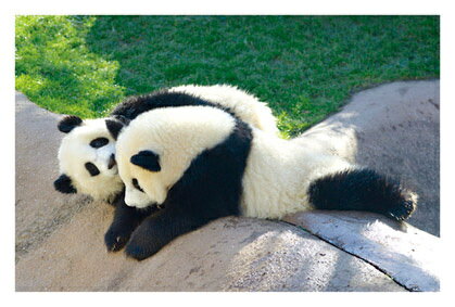 ● パンダ！　「井戸端マシュマロ」絵はがき・ポストカード　【メール便OK】