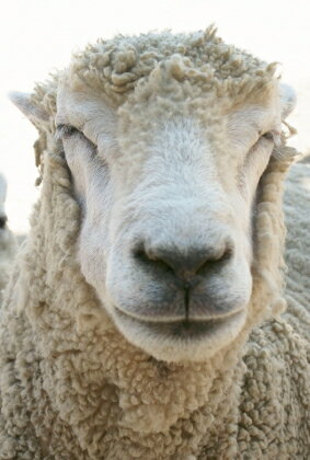 ● 注文通りに切ってもらえなかったので逃げてきました、な羊。 「アラカルト・ポストカードのみ」 絵はがき・ポストカード 【メール便OK】