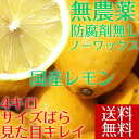 ポイント5倍【送料無料】【愛媛県大三島産】無農薬レモン【サイズバラ4キロ】 国産レモン 4kg 訳あり ワケあり わけあり レモン れもん 訳あり果物 国産 無農薬 柑橘 果物 くだもの フルーツ 愛媛 愛媛県 産 家庭 家庭用 自宅 自宅用 お取り寄せ ホリ田ヤ