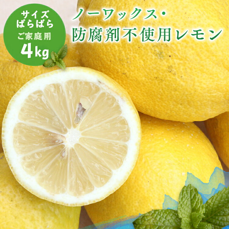 冷蔵発送 【愛媛県大三島産】国産レモン【サイズばら4kg】【ノーワックス・防腐剤不使用】訳あり わけあり ワケあり ご家庭用（訳あり）ホリ田ヤ