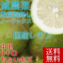 ポイント5倍【愛媛県大三島産】 送料無料 国産グリーンレモン【中玉8キロ】訳あり わけあり ワケあり キズ【ノーワックス・減農薬・防腐剤不使用】ホリ田ヤ