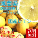 ポイント5倍【愛媛県大三島産】送料無料 国産レモン【中玉2.5キロ】訳あり わけあり ワケあり キズ【ノーワックス・減農薬・防腐剤不使用】ホリ田ヤ p5