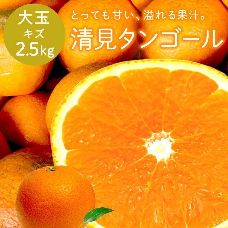 冷蔵発送 送料無料 清見タンゴール 性格美人(キズ) 大玉 2.5kg ◆ 愛媛県 大三島 お取り寄せ 国産 みかん 蜜柑 柑橘 愛媛みかん 果物 フルーツ 訳あり わけあり グルメ お中元