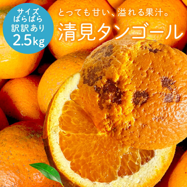 冷蔵発送 送料無料 清見タンゴール ご愛嬌(訳訳あり) サイズばら 2.5kg ◆ 愛媛県 大三島 お取り寄せ 国産 みかん 蜜柑 柑橘 愛媛みかん 果物 フルーツ 訳あり わけあり グルメ