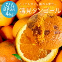 冷蔵発送 送料無料 清見タンゴール ご愛嬌(訳訳あり) サイズばら 4kg ◆ 愛媛県 大三島 お取り寄せ 国産 みかん 蜜柑 柑橘 愛媛みかん 果物 フルーツ 訳あり わけあり グルメ