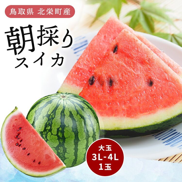 送料無料 祭りばやし 大和撫子(きれい) 大玉(1玉 4L～3L) (約8～10kg) ◆ A品 家庭用 贈答用 ギフト すいか 西瓜 鳥取産 国産 果物 フルーツ 鳥取 鳥取すいか 鳥取スイカ 路地栽培 大栄 だいえい 産地直送 鳥取県 北栄町産 種あり スイカ