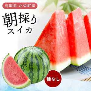 【送料無料】産地直送 鳥取県 北栄町産 種なし スイカ 赤王 1玉 4L〜3Lサイズ (約8~10kg) 大玉 (きれい) A品 家庭用 贈答用 ギフト すいか 西瓜 鳥取産 国産 果物 フルーツ 鳥取 鳥取すいか 鳥取スイカ 大栄 だいえい