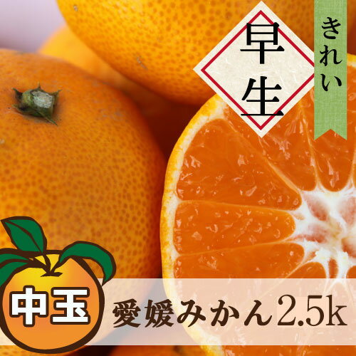 送料無料 早生みかん 大和撫子(きれい) 中玉 2.5kg ◆ 愛媛県 大三島 お取り寄せ 国産 みかん 愛媛みかん 果物 フルーツ 供物 ギフト 贈答用 プレゼント 贈り物 グルメのサムネイル