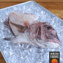 30%OFF 終売セール 1276→893円 BAP 認証 無投薬 養殖 冷凍 真鯛 鯛カマ 鯛アラ 愛媛県産 300g 国産 加熱用 高品質 抗生物質不使用 ...