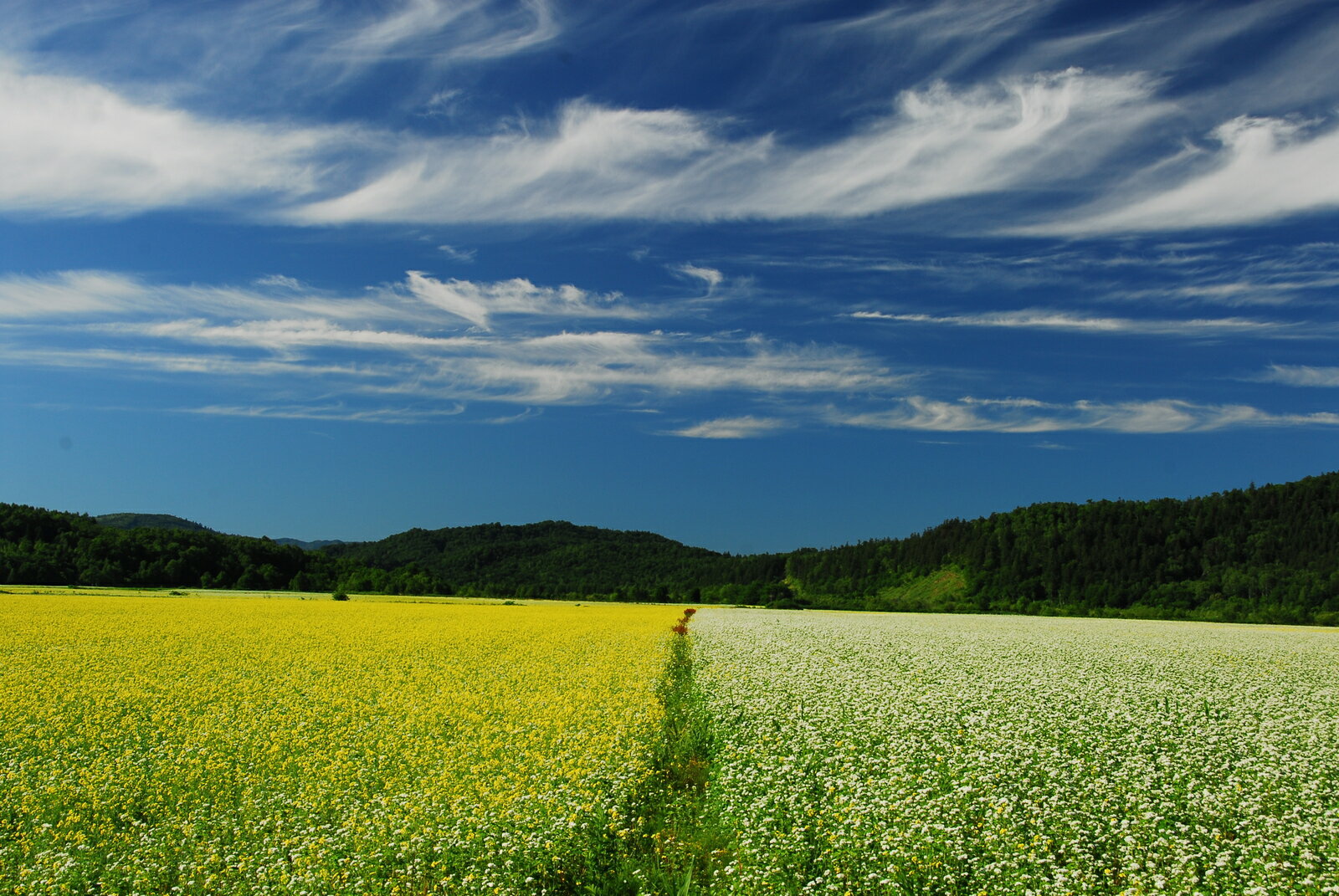 �ڲ��⤽��/������200g/����