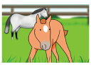 馬のイラストレーターおがわじゅりポストカード~仔馬・興味津々~【メール便可】