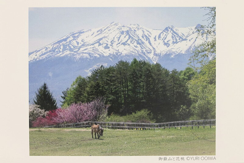 写真家 大岩友理　木曽馬ポストカード【御岳山と花桃】撮影協力：木曽馬の里乗馬センター