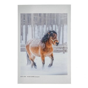 写真家 大岩友理 木曽馬ポストカード【若菜と粉雪】撮影協力:木曽馬の里乗馬センター