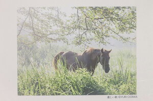 写真家 大岩友理　木曽馬ポストカード【やさしい朝】撮影協力：木曽馬の里乗馬センター