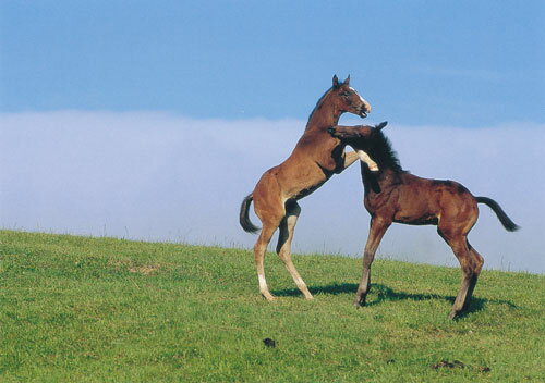 内藤律子・馬ポストカード【 プロレスごっこ　No.28 】