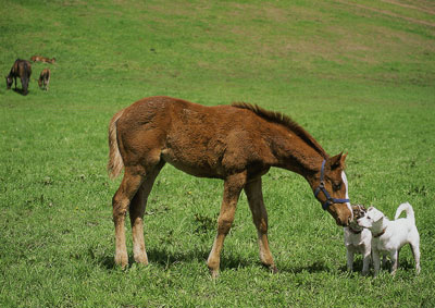 内藤律子・馬ポストカード・遊ぼうよB NO60　【メール便可】