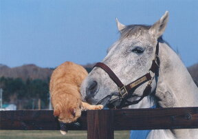 内藤律子・オグリキャップ・ポストカード・仲良くしようよB　【メール便可】