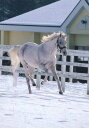 内藤律子 オグリキャップ ポストカード 雪に舞う 【メール便ネコポス可】