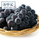 【お中元限定】広島三次ピオーネ【送料無料】<熨斗無料! 果物セット 季節のフルーツ プレゼント ギフト お取り寄せ ピオーネ 黒い真珠 広島県産 産地直送>