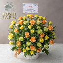 ホシファーム 薔薇の御祝アレンジメント パッション【送料無料】<メッセージカード・名入れ立札無料! 花 ギフト バラ ローズ 鉢花 オレンジ イエロー グリーン系>
