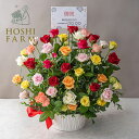 ホシファーム 薔薇の御祝アレンジメント カラフル【送料無料】<メッセージカード・名入れ立札無料! 花 ギフト バラ ローズ 鉢花 ミックスカラー 山口県柳井市>