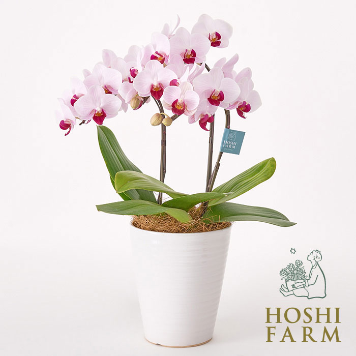 ホシファーム　ミディ胡蝶蘭3本立て　赤リップ5号鉢【送料無料】＜メッセージカード無料！ プレゼント ..