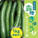 【送料無料】天栄村 露地栽培 きゅうり サイズ色々 大容量 キュウリ 3kg 2kg 訳あり 規格外
