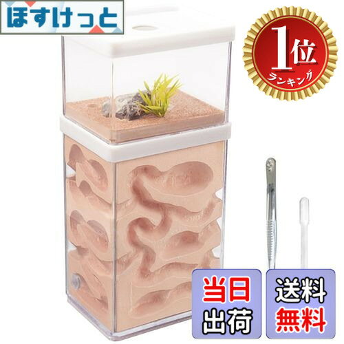 【送料無料】【楽天ランキング1位獲得】aleawol アリの巣観察キット アリ飼育箱 蟻の巣観察キット 蟻 飼育 石膏製巣…