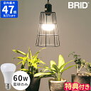 【特典付】LED電球 BRID プランツライト 60 PLANTS LIGHT60 WARM COOL E26 60W相当 LEDライト 植物用ライト 植物用照明 led照明 植物育成 観葉植物 グリーン 室内 光合成 自然光 電球色 昼白色 リビング 玄関 ハーブ 野菜 ギフト プレゼント 003380 003382【ポイント10倍】