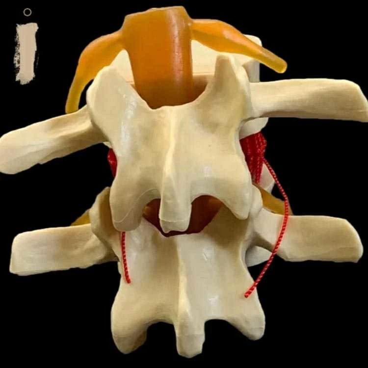 間接模型 腰椎模型 モデル 人体 ガイコツ 骨格 教材 実験 模型 整骨院 標本 教材 実験 骨格 骨 ガイコツ