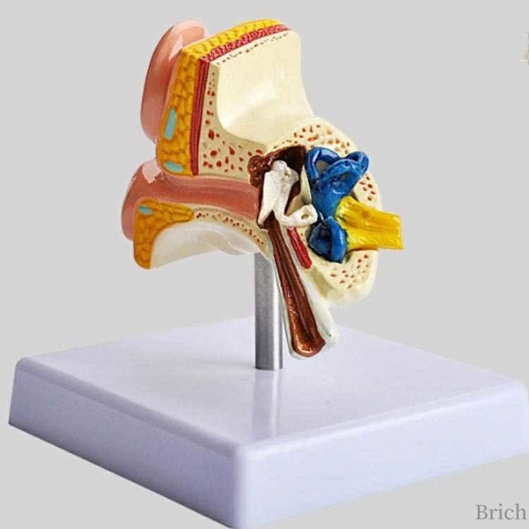 人体模型 教学用 研究 説明 教材 学習 用 ...の紹介画像3