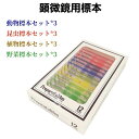 野菜標本 植物標本 昆虫標本 動物標本 標本12枚セット