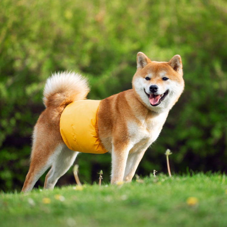 送料無料 犬用 マナーベルト マナーバンド おむつカバー ペット服 小型犬 中型犬 大型犬 男の子 マナーウェア いぬ用 トイレ用品 生理用 犬服 生理用品 散歩 尿もれ ズレ防止 マーキング防止 オシッコ対策 ペットウェア お出かけ 犬の服 数量限定セール 無地 しつけ 介護 送料無料 犬用 マナーベルト マナーバンド おむつカバー ペット服 小型犬 中型犬 大型犬 男の子 マナーウェア いぬ用 トイレ用品 生理用 犬服 生理用品 散歩 尿もれ ズレ防止 マーキング防止 オシッコ対策 ペットウェア お出かけ 犬の服 数量限定セール 無地 しつけ 介護
