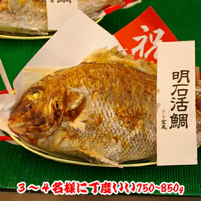 焼鯛3〜4名さま位の大きさ<焼き鯛4月下旬発送分>【長寿のお祝い・お食い初め祝膳に焼き鯛】