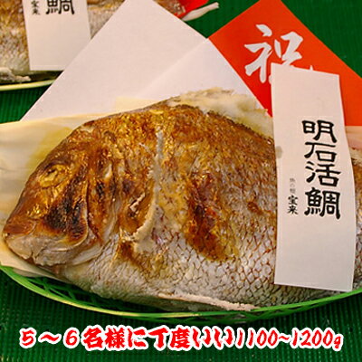 明石焼鯛5〜6名さま位の大きさ<焼き鯛12月下旬発送分>【長寿のお祝い・お食い初め祝膳に焼き鯛】
