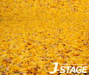 【J-STAGE スタンダード レギュラータイプ専用 底面デザインシート】 落ち葉 イチョウ 銀杏 地面 秋 地表 落葉 黄色 紅葉 公園 並木道 道路 小道 通路 絨毯