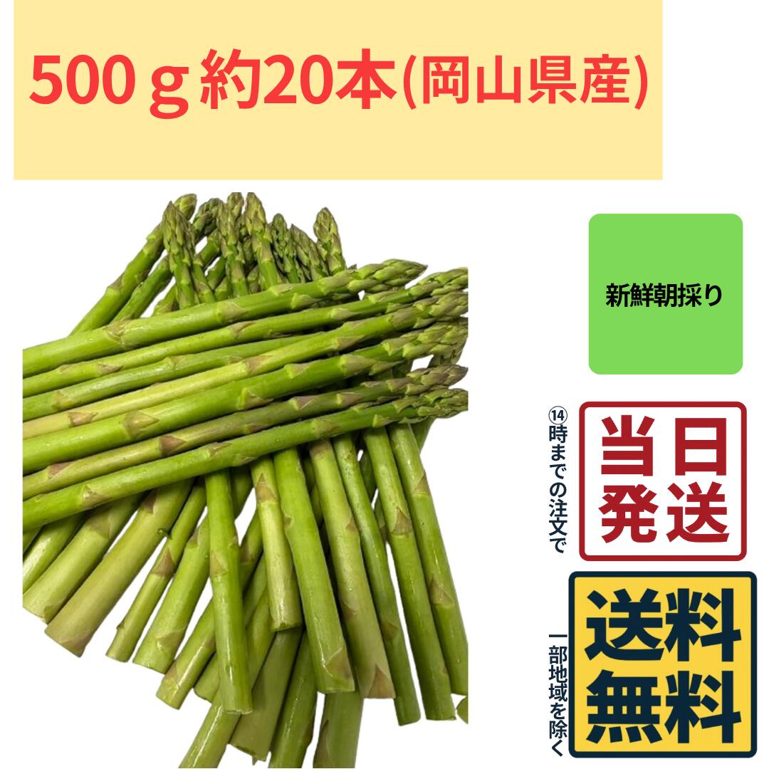 Rakuten - アスパラガス ウェルカム 岡山県産 500g約20本 新鮮 朝取り 野菜 新鮮