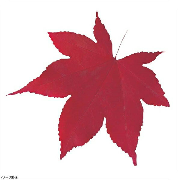 型抜きクリアシート（200枚入） 65368 赤もみじ