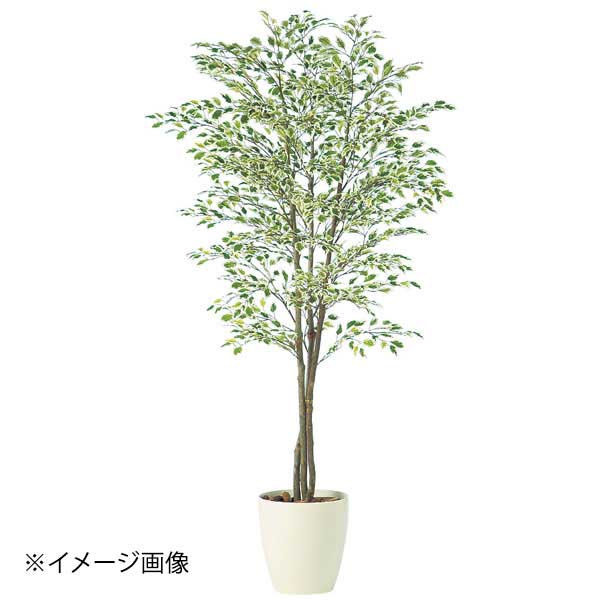 SG ベンジャミナ スターライトトリプル 90726 1.5m