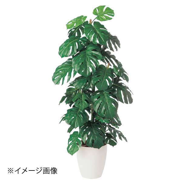 SG モンステラ 90762 1.4m