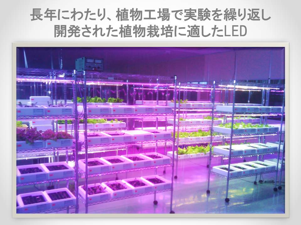 【スイッチ付新発売】工学博士の植物栽培用赤青LED 長さ16cm「スイッチ付おひさまのLED」リビングでレタス・イチゴ・きゅうりなどを栽培。樹脂製なので軽く、両面テープや結束バンドで色々な所に固定できます。植物育成用・観葉植物用・水槽用LED。ACアダプター付