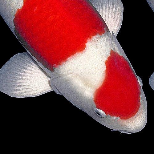 錦鯉、紅白のマウスパッド（生きている魚ではありません）：フォトパッド（ 錦鯉シリーズ ）