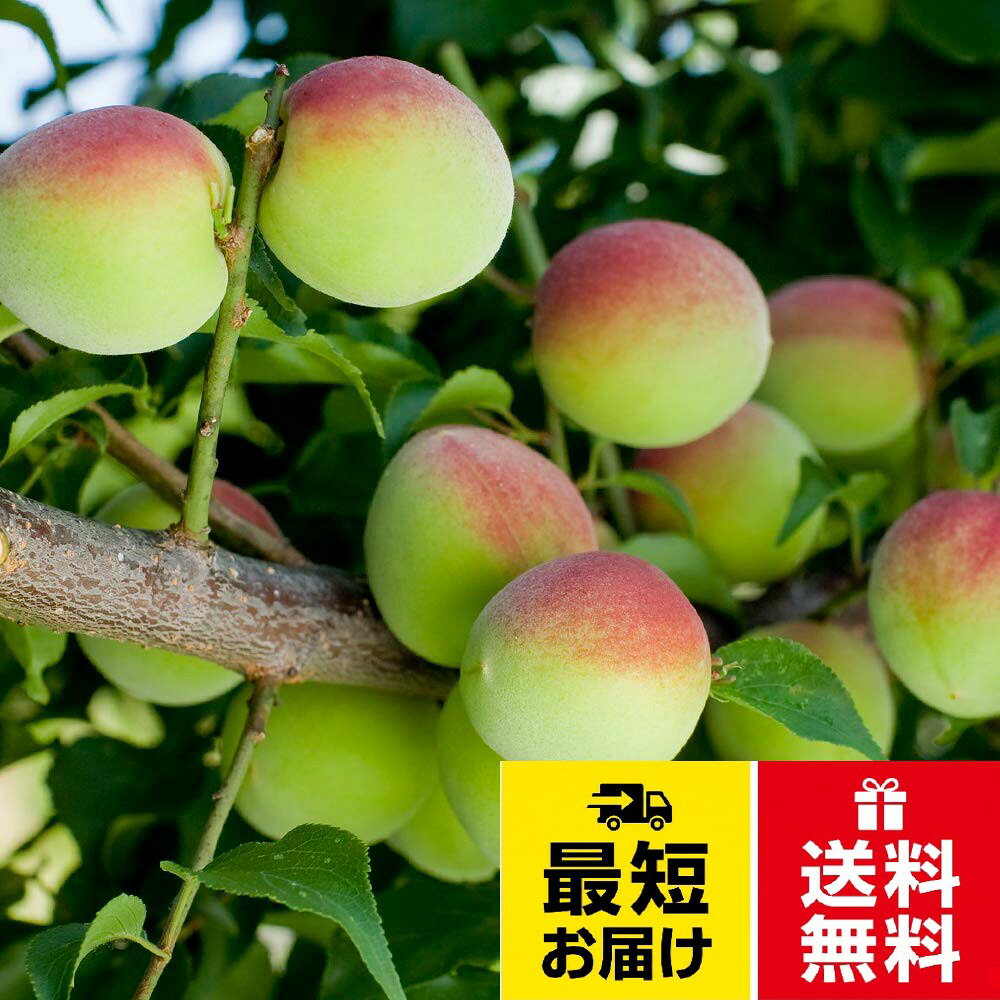 ITANSE 梅の苗木【接木】