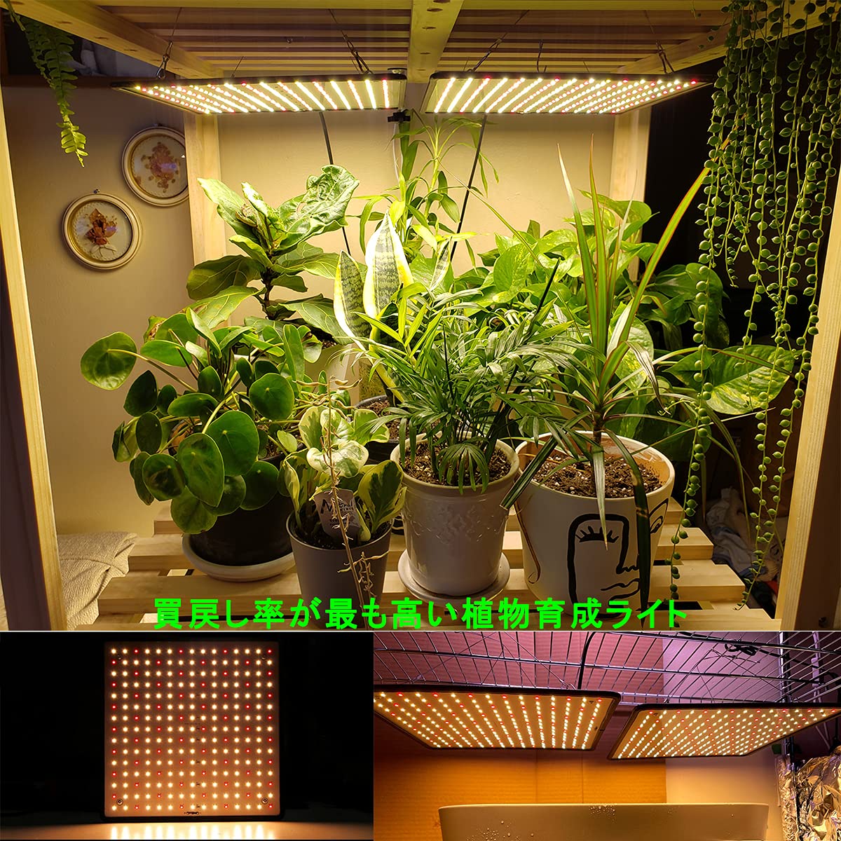 楽天市場】greensindoorの通販