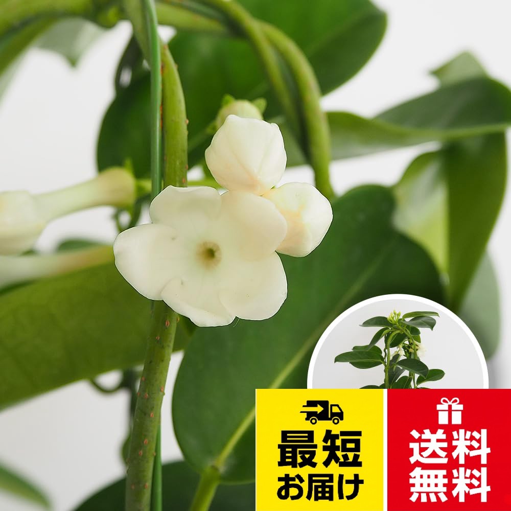ITANSE マダガスカルジャスミン